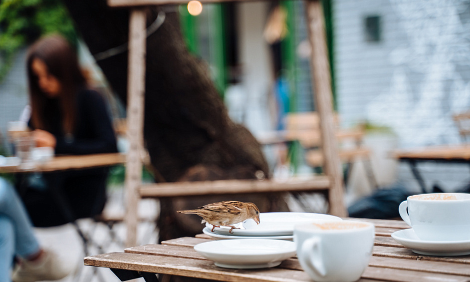 THE BEST INDOOR/OUTDOOR CAFÉS ON THE GREAT NORTH ROAD on THE ABBOTSFORD PENINSULA 1