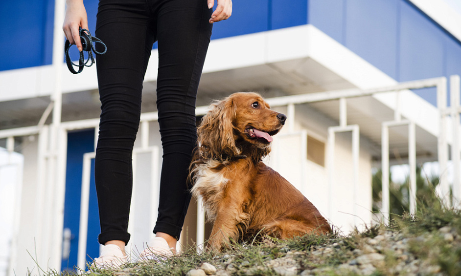 Ethical Dog Breeding and Kennelling Business with Full Setup and a Strong Reputation 1