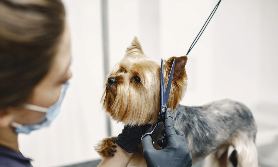 37066 High Demand Dog Grooming Salon With Growth Potential 1 37066 High Demand Dog Grooming Salon With Growth Potential 1